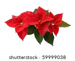  Red Poinsettia Isolated On A...