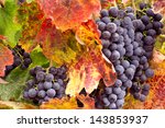 Bunches Of Wine Grapes On The...