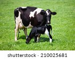 Cow With Newborn Calf 