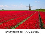 Tulips And Windmill