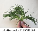 Small photo of agretti (scientific name Salsola soda aka as opposite-leaved saltwort, Russian thistle or barilla plant) vegetables vegetarian food