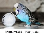 Blue Budgie Playing Football...