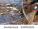 Autumn harvest of carps from fishpond to christmas markets in Czech republic. In Central Europe fish is a traditional part of a Christmas Eve dinner.