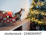 Small photo of Multicolored cat with big guiltless eyes sits on the cabinet near a Christmas tree and poses for the photographer. Winter holidays with domestic pet at home. Selective focus