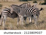Group Of Wild Zebras In The...