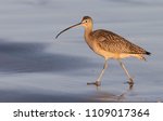 Long Billed Curlew On...
