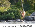 White-tailed deer in Maine pond