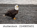 American Bald Eagle  Haliaeetus ...