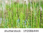 Horsetail. Equisetum Plant With ...