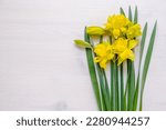 Beautiful Yellow Daffodil...