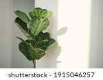 Small photo of Green leaves of Fiddle Fig or Ficus Lyrata. Fiddle-leaf fig tree the popular ornamental tropical houseplant on white wall background,, Air purifying plants for home, Houseplants With Health Benefits