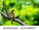 Sparrow On The Tree