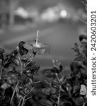 Small photo of A monochrome photograph of a flower growing on its plant. Black And White Photography works especially well for flower photography in my opinion.