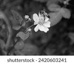 Small photo of A monochrome photograph of a flower growing on its plant. Black And White Photography works especially well for flower photography in my opinion.