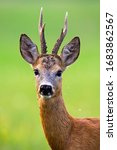 Small photo of Alert roe deer, capreolus capreolus, buck with big antlers looking into camera in summer nature. Close-up of an attentive mammal watching on green blurred background. Animal wildlife in detail.