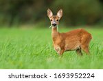 Cute roe deer, capreolus capreolus, fawn grazing on green summer meadow with leafs of plant in open mouth. Alert young wild animal feeding in nature with copy space. Wildlife on hay field.