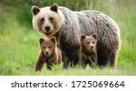 Small photo of Protective female brown bear, ursus arctos, standing close to her two cubs. An adorable young mammals with fluffy coat united with mother in the middle of grass meadow. Concept of animal family.