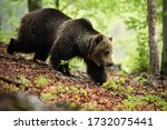 Strong Brown Bear  Ursus Arctos ...