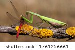 Green european mantis  mantis...