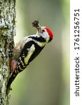 Middle spotted woodpecker, dendrocoptes medius, clinging on bark of trunk in summer forest. Side view of wild bird climbing a tree and holding catch in beak. Breeding behavior of animal.