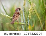 Curious Eurasian Tree Sparrow ...