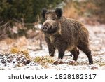 Wild boar, sus scrofa, standing on meadow in snowing nature. Big hairy wild mammal with long snout looking with interest on field in winter. Dirty brown animal observing on white grass.