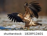 Young white-tailed eagle, haliaeetus albicilla, landing on meadow in winter. Juvenile bird of prey touching the ground in wintertime. Immature feathered hunter with spread wings on field.