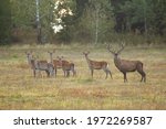 Herd of red deer looking on field in autumn rutting season