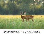 Roe deer couple standing close together on green field in sunny summer nature