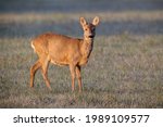 Female Roe Deer Standing On A...