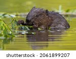Wet eurasian beaver eating...