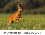 Small photo of Roe deer jumping on flowered field in golden hour.