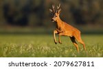 Small photo of Roe deer running on grassland in summertime sunset