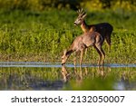 Small photo of Two roe deer standing on field in warm spring sunlight