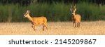Small photo of Male roe deer following female on a stubble field in rutting season.