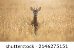Roe Deer Buck Illuminated By...
