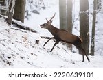 Red deer in movement in white forest in wintertime