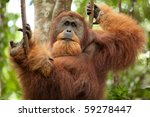 Sumatran Wild Orangutan Hanging ...