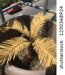 Sago Palm Tree Resurrection