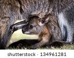Baby Wallaby Emerging From It's ...