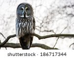 Great Grey Owl Perched In Tree...
