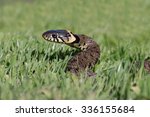 Grass Snake Coiled In Vibrant...