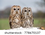 Tawny Owls  Strix Aluco  ...