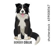 Border Collie Pet Isolated On...