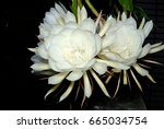 The Epiphyllum Night Blooming...