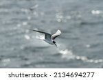 Seagull flying over the sea. Common Tern (Sterna hirundo) is a seabird in the family Laridae. The terns are small to medium-sized seabirds closely related to the gulls, skimmers and skuas.