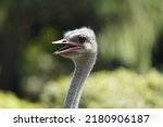 The North African Ostrich Or...