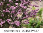 Small photo of Leptospermum scoparium, commonly called manuka, manuka myrtle, New Zealand teatree, broom tea-tree, or just tea tree, is a species of flowering plant in the myrtle family Myrtaceae.