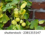 Small photo of Fruits from the Ginkgo biloba, known as ginkgo, also spelled gingko or as the maidenhair tree. Ginkgoaceae family
