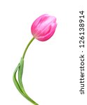 Tulip Flower Isolated On White...